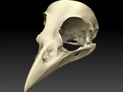 Bird Skull 3D Scan 3D model