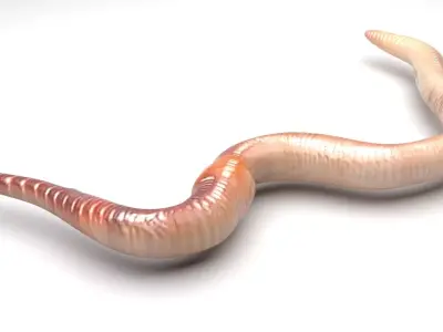 Earthworm 3D model
