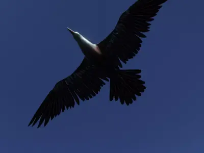 Crow flying 3D model