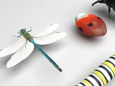Insects Set 3D model