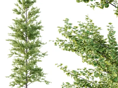 Maidenhair Ginkgo Biloba Tree 10 3D model