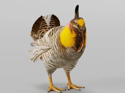 Attwaters Prairie Chicken Birds 3D model