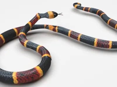Coral Snake 3D model
