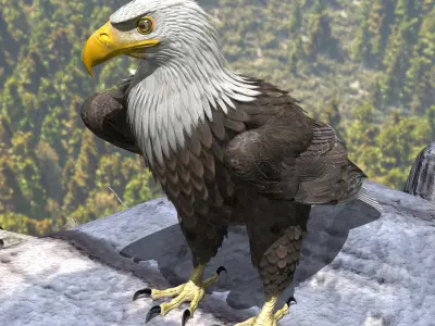 American Bald Eagle - rigged - animated 3D model