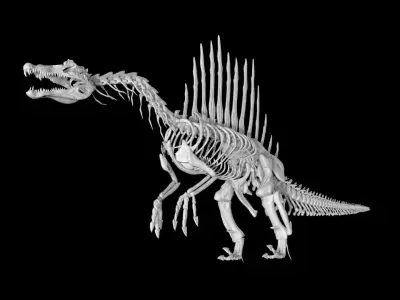 Spinosaurus skeleton Low-poly 3D model