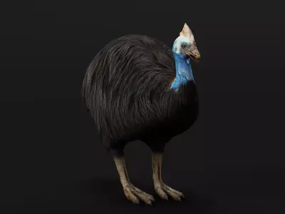 Australian Cassowary Bird  Low-poly 3D model