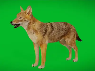 European Female Jackal Free 3D model