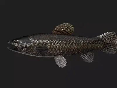 Carpfish Low-poly 3D model