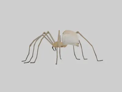 Daddy Longlegs Spider Low-poly 3D model