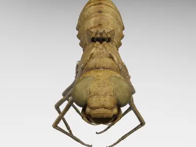 Molt Anax Imperator 3D model