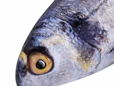 Bream Fish Low-poly 3D model