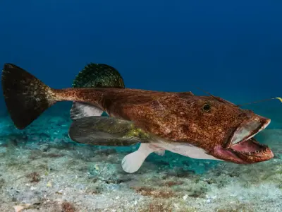 Goosefish - Anglerfish - Ocean Horror Monster - Animated 3D model