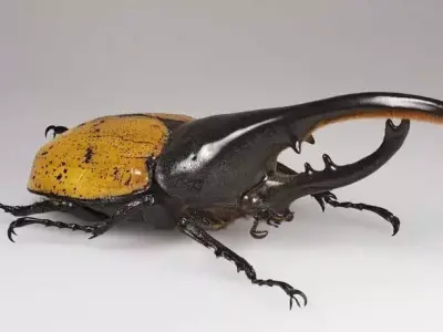 Realistic Hercules Beetle Detailed Insect Horns Glossy Shell Low-poly 3D model