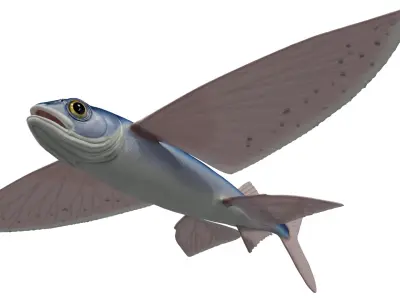 Flying fish 3D model buy