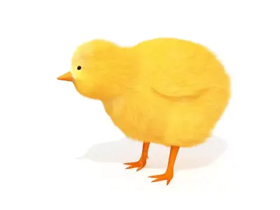 Baby Chick Chicken Farm Animal 3D model