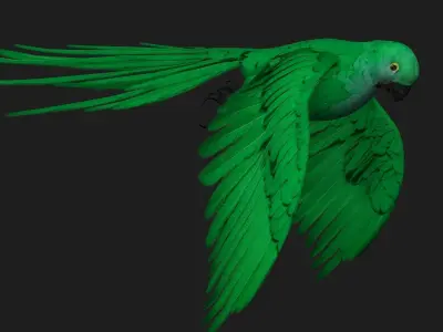 Parrot A11 3D model
