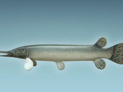 Aligator Gar Fish 3D model