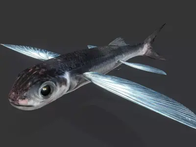 Ocean Fish Pack  3D model