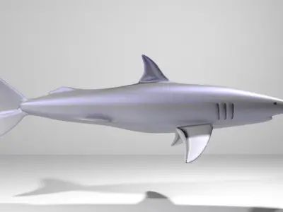 Shark - Mako 3D model