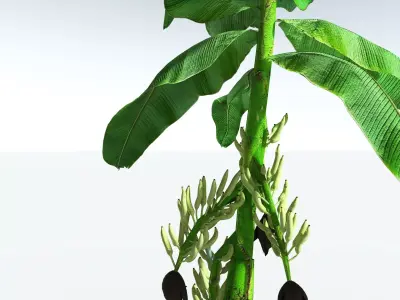 EVERYPlant Banana Plant LowPoly Low-poly 3D model