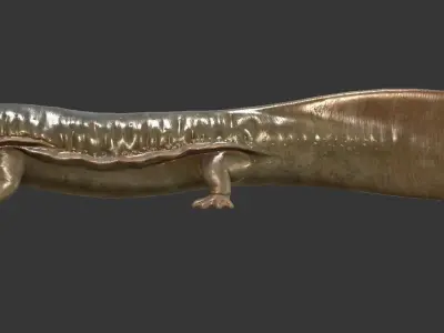 Giant salamander Low-poly 3D model