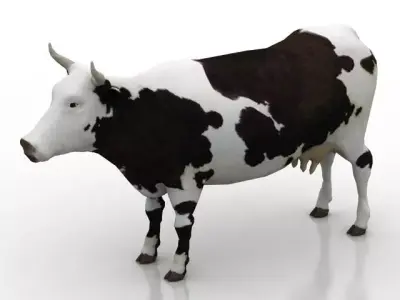 cow model 3D model