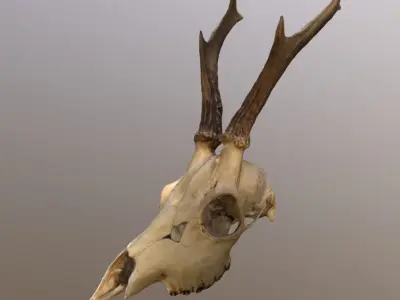 Roe Deer Skull Scan 3D model