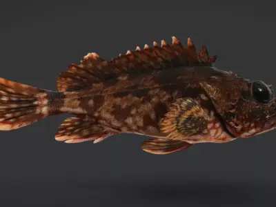 False Kelpfish - Red Rockfish Animated 3D model