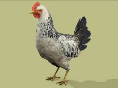 HEN RIGGED ANIMATED 4 Low-poly 3D model