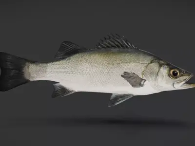 Realistic Blackfin Seabass Animated 3D model