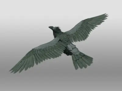 Raven 3D model