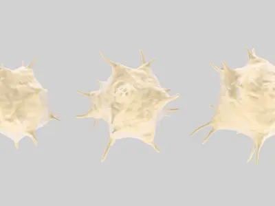 Activated Platelets 3D model