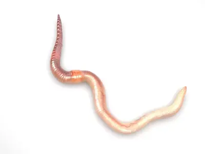 Earthworm 3D model
