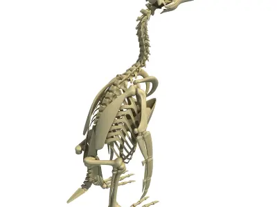 Penguin Skeleton 3D model