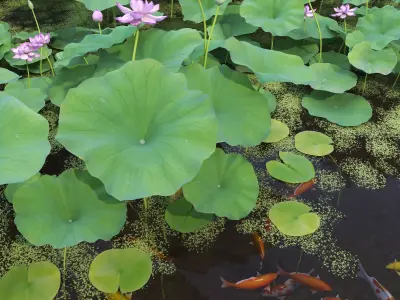 Lotus and Koi Fish Pond 02 Low-poly 3D model