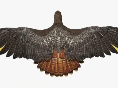 Stunning 3D Model of a Majestic Falcon Wildlife Enthusiasts Low-poly 3D model