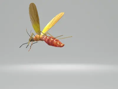 Mosquito Blood Sucked Culex ready yo fly 3D model