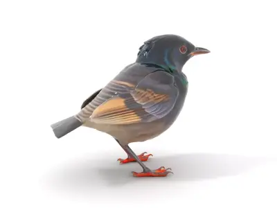 Iridescent Starling model pack Low-poly 3D model