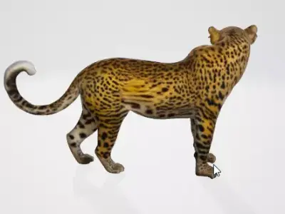 Wild Leopard 3D Model 3D model