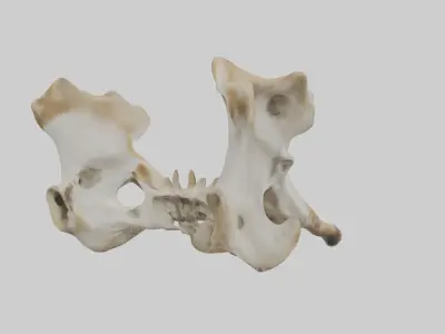 Giraffe Pelvis Low-poly 3D model