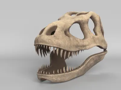 Tyrannosaurus Rex Skull 3D model