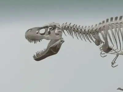 Realistic T-Rex Dinosaur Skeleton 3D Model Low-poly 3D model