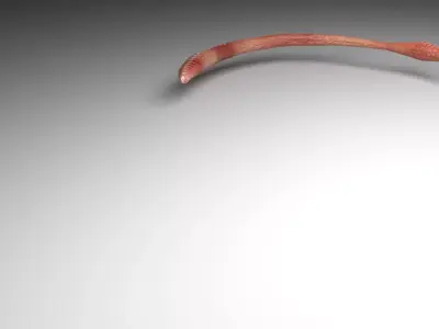 Animated Earthworm 3D model