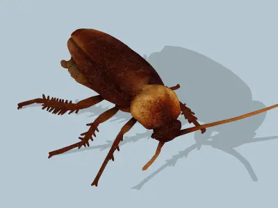 Cockroach Low-poly 3D model