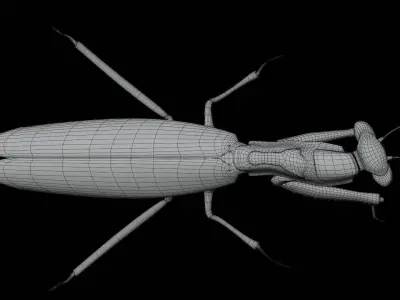 Belalang sembah 3D model