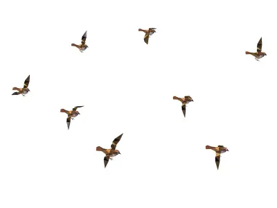 Animated Flock Sparrow Sirds lowpoly art style Low-poly 3D model