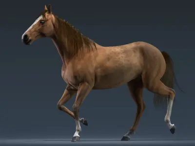 Horse Animated 3D model order