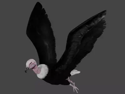 Vulture low poly fully rigged 4 Low-poly 3D model