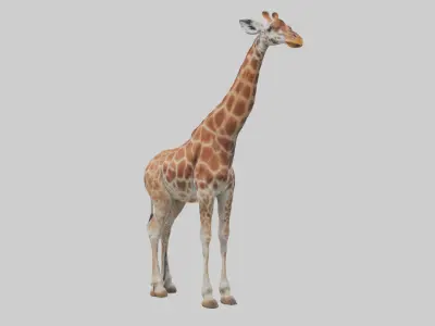 Reticulated giraffe Low-poly 3D model