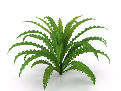 Pogostemon helferi 3D model